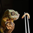 Pinças de aço inoxidável de 48 cm curva  para Alimentação de Répteis